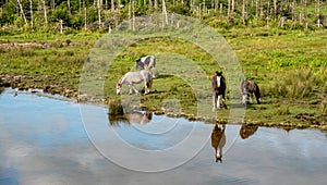 Horse animals in the field at the lake. Irish farmland