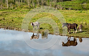 Horse animals in the field at the lake. Irish farmland