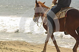 A Horse Walking Down the Beach photo