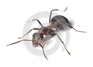 Horse ant isolated on white background