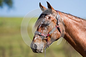 Horse Appaloosa Portrait