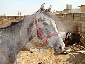 Horse Arabian horse  a horse in the middle east animal, animals