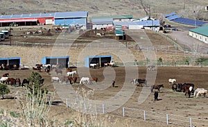 Horse arena photo