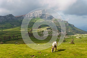 Horse in Arraba in Gorbea mountain