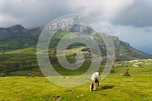 Horse in Arraba in Gorbea mountain
