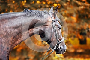 Horse in the autumn park