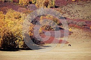 A horse in autumn prairie