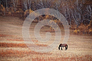 A horse in autumn prairie