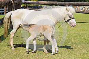 Horse and baby horse