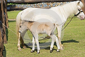 Horse and baby horse