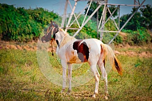 horse baby standing on grass ground beautiful view,American horse standing,White and brown horse top view