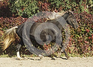 horse on the background of colorful bushes