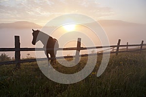 Horse on the background of foggy mountains at sunrise. Ukraine, Carpathians