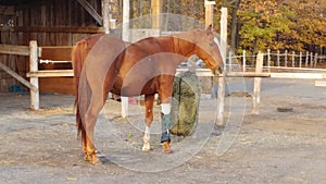 Horse with bandaged leg eating hay