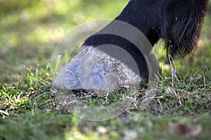 Horse barefoot hoof