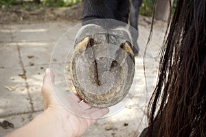 Horse barefoot hoof sole view