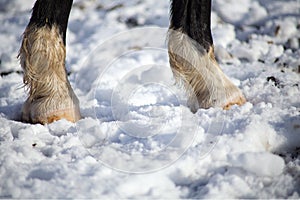 horse barefoot hoof walk on snow ground