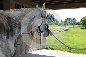 Horse in barn