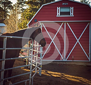 Horse by a barn