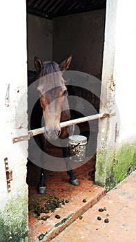 Horse in barn behind cage