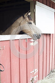 Horse in the Barn 1