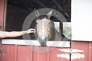 Horse in the Barn 2