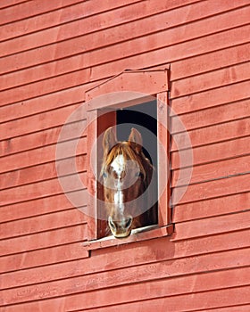 Un caballo en granero 