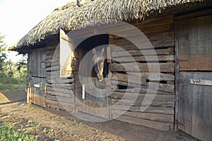 Horse in barn at Lewa Conservancy, Kenya, Africa photo