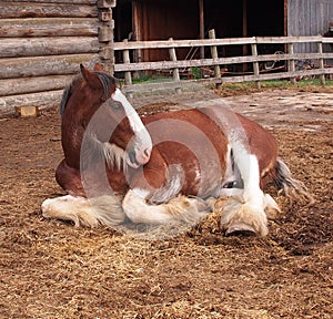 Horse In Barnyard