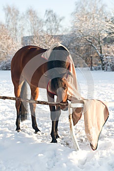 Horse bay color portrait