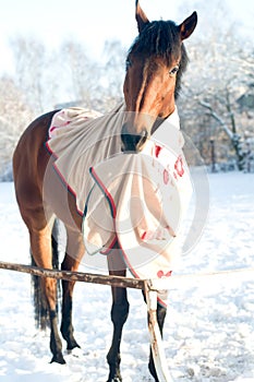 Horse bay color portrait