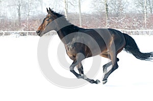 Horse bay color running on white snowy fiel