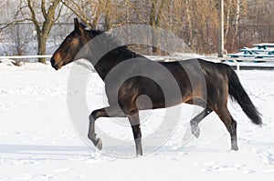 Horse bay color running on white snowy fiel