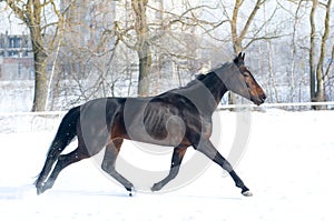 Horse bay color running on white snowy fiel