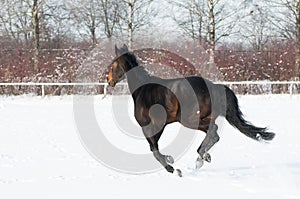 Horse bay color running on white snowy fiel