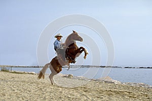 Horse in beach