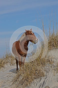 Horse at the beach dunes