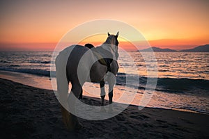 Horse on a beach lookin to the sea