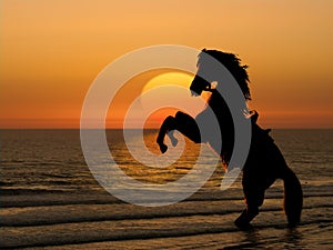 Un caballo sobre el Playa sobre el atardecer 