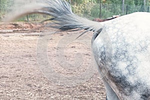 Horse beats a tail on the body, waving off insects.