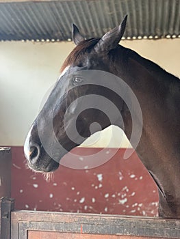 A horse with beautiful eyes standing in the stable. portrait