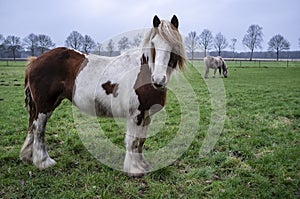 Horse with beautiful look intently at the camera with humanlike emotion, hair fluttering in the wind