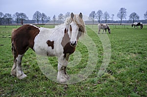 Horse with beautiful look intently at the camera with humanlike emotion, hair fluttering in the wind