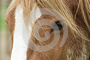 Horse with a beautiful mane close-up.