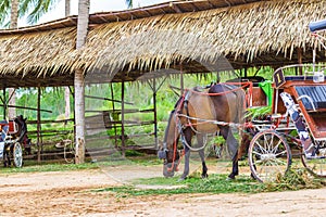 A Horse and a beautiful old carriage in old farm.