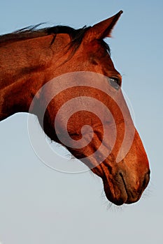 Horse