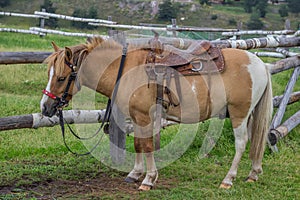 Horse with beautiful saddle 2