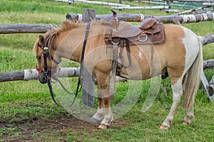 Horse with beautiful saddle