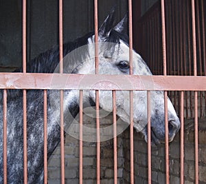 Horse behind bars