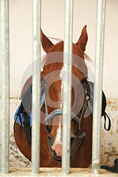 Horse behind the bars in stable
